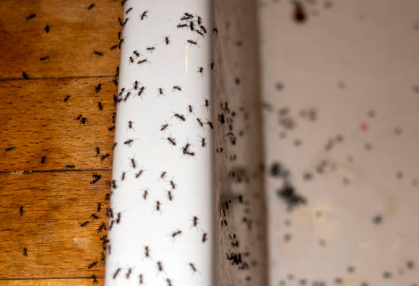 Best Local Pest Control Services  in West End, NY